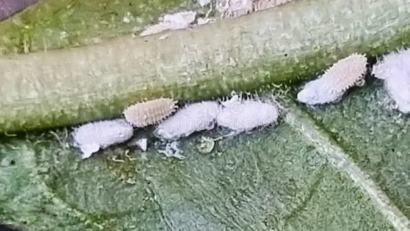 Votre rouge à lèvres, votre yaourt ou bonbons préférés pourraient contenir des insectes écrasés ! La vérité cachée derrière le colorant E120
